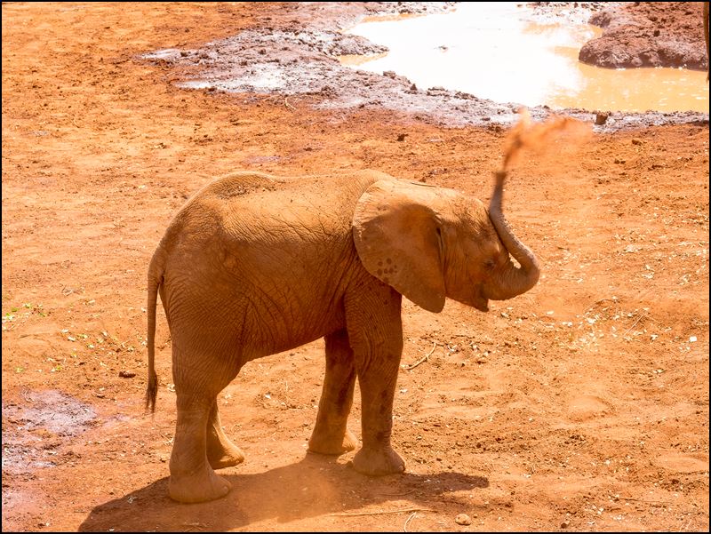 https://www.comol.li/Afrika_2017/2017-01-29_11-17-49_Kenya-Claudio-Picco-Comolli-Olympus-E-M5MarkII-.jpg