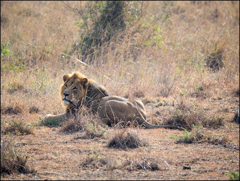 https://www.comol.li/Afrika_2017/2017-01-30_08-51-33_Kenya-Claudio-Picco-Comolli-Olympus-E-M5MarkII-.jpg
