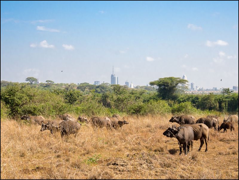 https://www.comol.li/Afrika_2017/2017-01-30_09-31-57_Kenya-Claudio-Picco-Comolli-Olympus-E-M5-.jpg