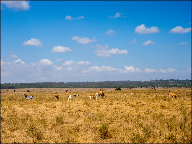 https://www.comol.li/Afrika_2017/2017-01-30_10-03-53_Kenya-Claudio-Picco-Comolli-Olympus-E-M5-.jpg