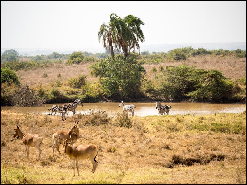 https://www.comol.li/Afrika_2017/2017-01-30_10-21-27_Kenya-Claudio-Picco-Comolli-Olympus-E-M5MarkII-.jpg