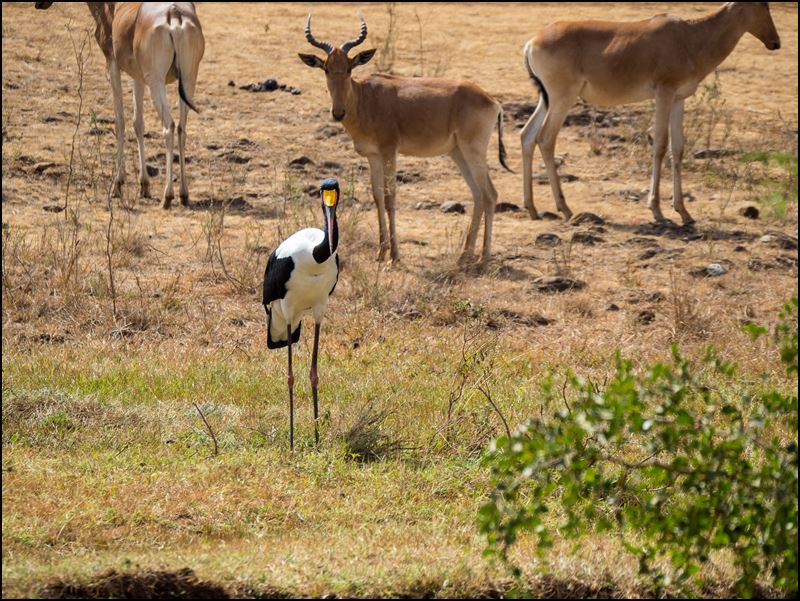 https://www.comol.li/Afrika_2017/2017-01-30_10-22-55_Kenya-Claudio-Picco-Comolli-Olympus-E-M5MarkII-.jpg