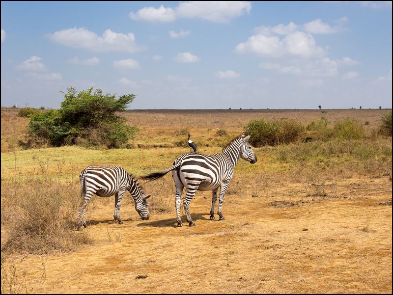 https://www.comol.li/Afrika_2017/2017-01-30_10-29-14_Kenya-Claudio-Picco-Comolli-Olympus-E-M5-.jpg