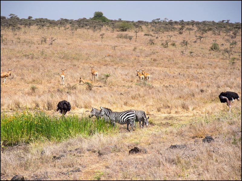 https://www.comol.li/Afrika_2017/2017-01-30_11-11-09_Kenya-Claudio-Picco-Comolli-Olympus-E-M5-.jpg