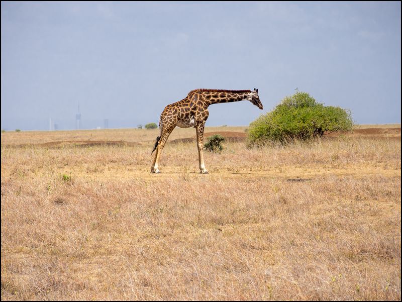 https://www.comol.li/Afrika_2017/2017-01-30_11-30-34_Kenya-Claudio-Picco-Comolli-Olympus-E-M5-.jpg