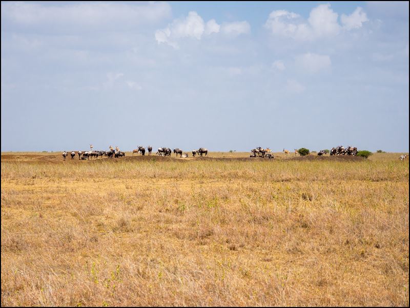 https://www.comol.li/Afrika_2017/2017-01-30_11-30-49_Kenya-Claudio-Picco-Comolli-Olympus-E-M5-.jpg