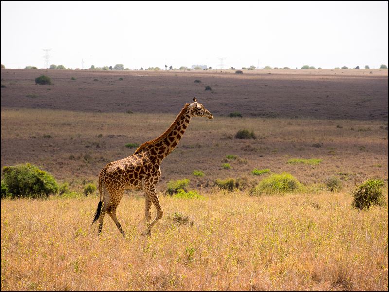 https://www.comol.li/Afrika_2017/2017-01-30_11-31-14_Kenya-Claudio-Picco-Comolli-Olympus-E-M5-.jpg