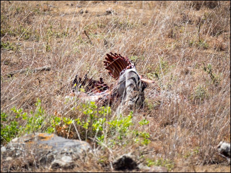 https://www.comol.li/Afrika_2017/2017-01-30_11-45-35_Kenya-Claudio-Picco-Comolli-Olympus-E-M5MarkII-.jpg