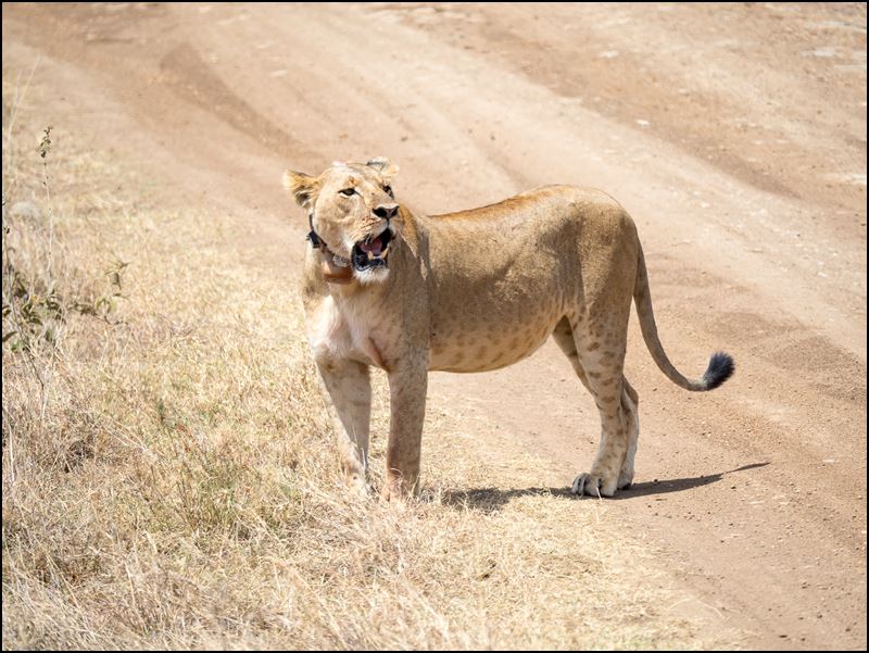 https://www.comol.li/Afrika_2017/2017-01-30_11-46-14_Kenya-Claudio-Picco-Comolli-Olympus-E-M5MarkII-.jpg