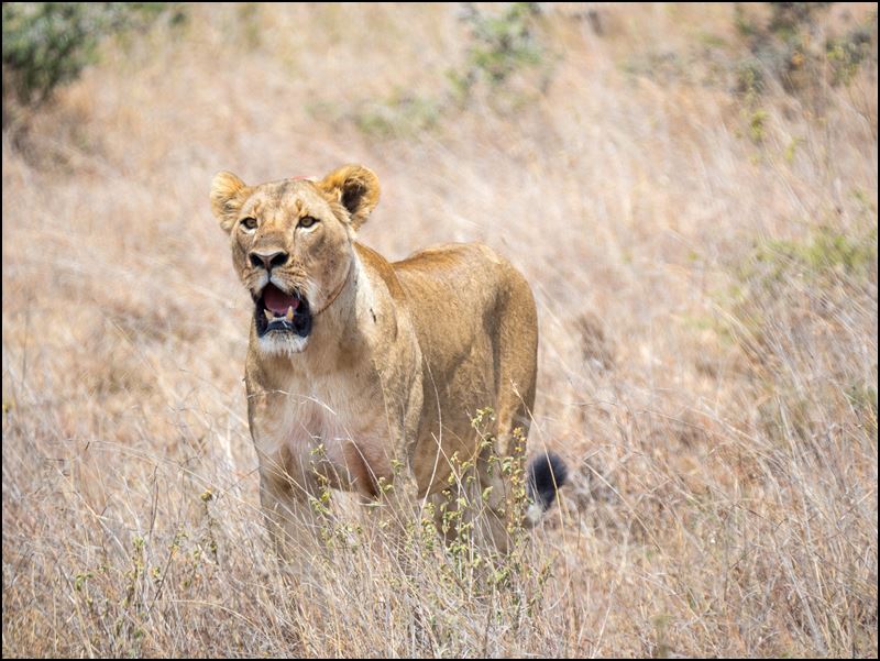 https://www.comol.li/Afrika_2017/2017-01-30_11-48-06_Kenya-Claudio-Picco-Comolli-Olympus-E-M5MarkII-.jpg