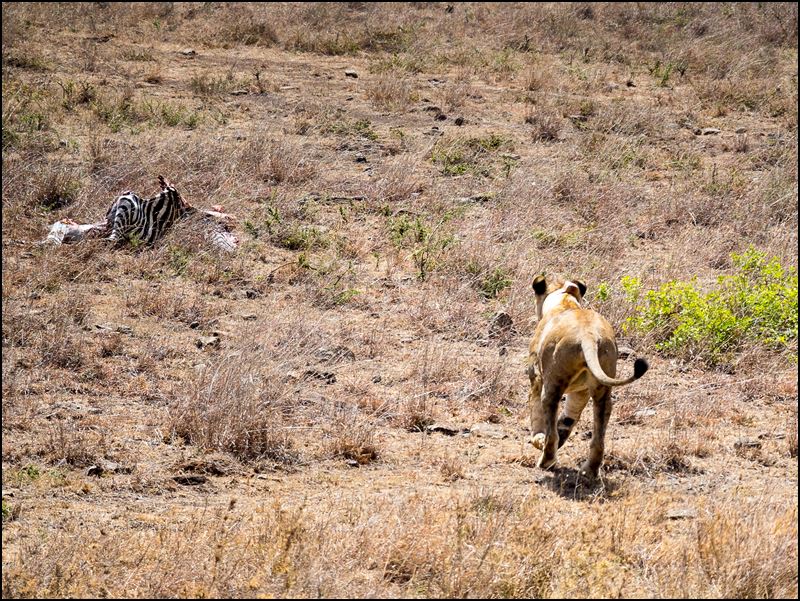 https://www.comol.li/Afrika_2017/2017-01-30_11-48-27_Kenya-Claudio-Picco-Comolli-Olympus-E-M5MarkII-.jpg