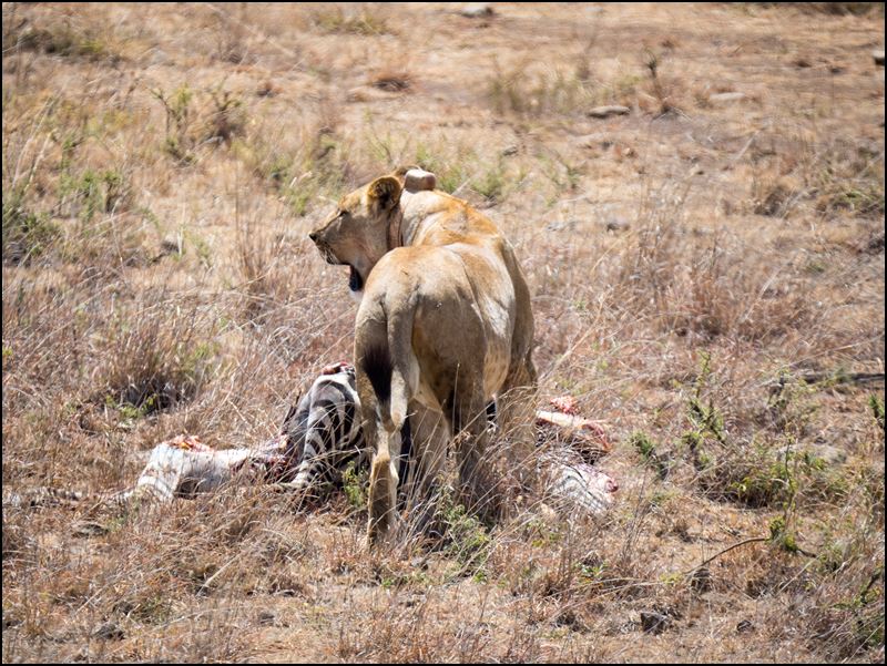 https://www.comol.li/Afrika_2017/2017-01-30_11-48-40_Kenya-Claudio-Picco-Comolli-Olympus-E-M5MarkII-.jpg