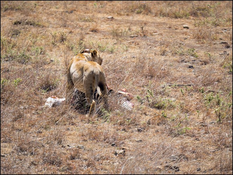 https://www.comol.li/Afrika_2017/2017-01-30_11-48-56_Kenya-Claudio-Picco-Comolli-Olympus-E-M5MarkII-.jpg