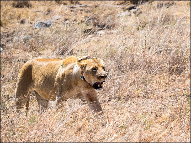 https://www.comol.li/Afrika_2017/2017-01-30_11-50-05_Kenya-Claudio-Picco-Comolli-Olympus-E-M5MarkII-.jpg