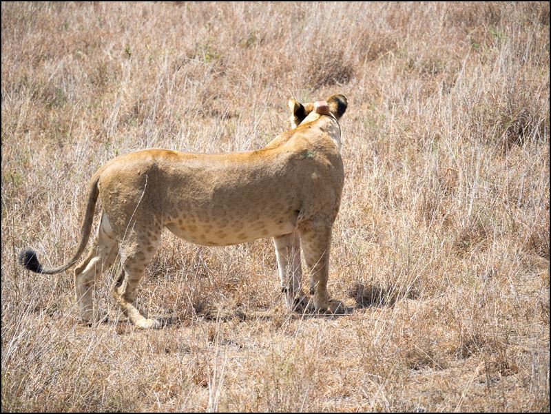 https://www.comol.li/Afrika_2017/2017-01-30_11-50-35_Kenya-Claudio-Picco-Comolli-Olympus-E-M5MarkII-.jpg