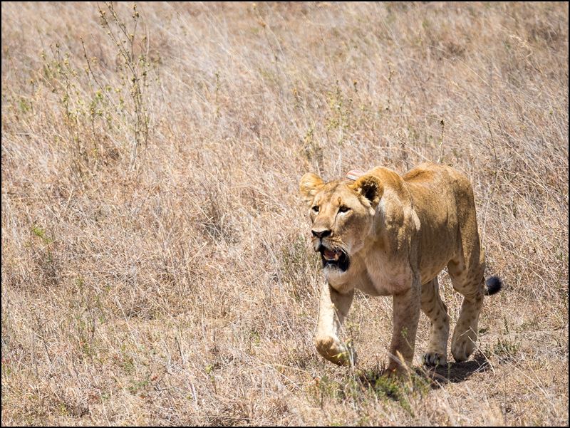 https://www.comol.li/Afrika_2017/2017-01-30_12-01-52_Kenya-Claudio-Picco-Comolli-Olympus-E-M5MarkII-.jpg