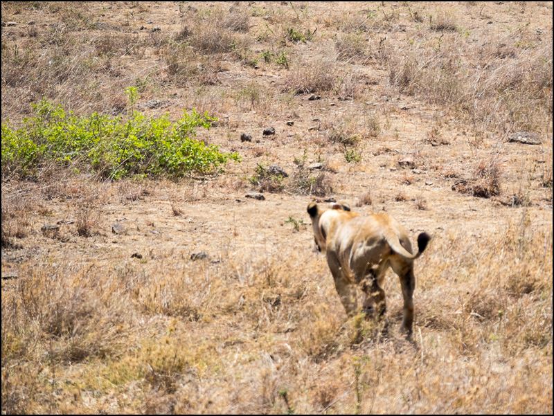 https://www.comol.li/Afrika_2017/2017-01-30_12-02-02_Kenya-Claudio-Picco-Comolli-Olympus-E-M5MarkII-.jpg