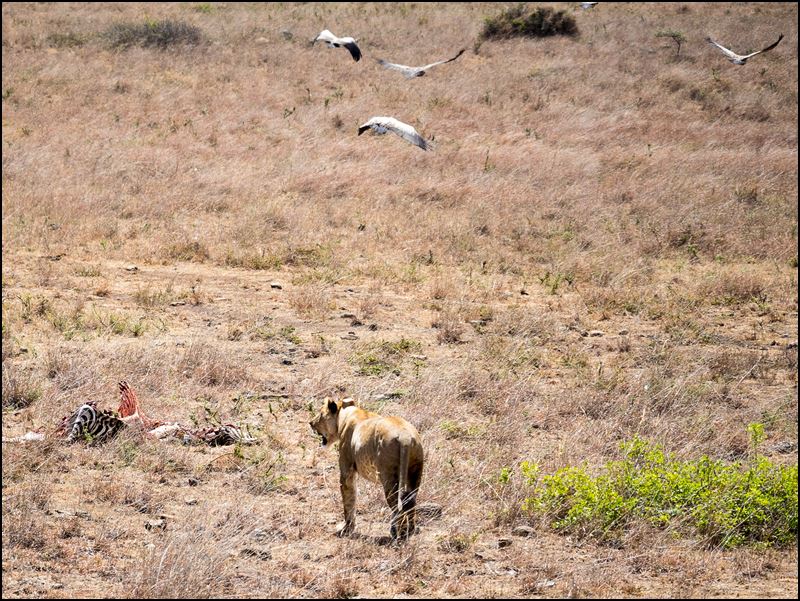 https://www.comol.li/Afrika_2017/2017-01-30_12-02-06_Kenya-Claudio-Picco-Comolli-Olympus-E-M5MarkII-.jpg