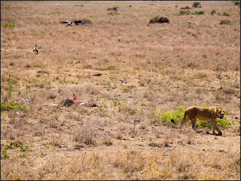 https://www.comol.li/Afrika_2017/2017-01-30_12-04-04_Kenya-Claudio-Picco-Comolli-Olympus-E-M5-.jpg