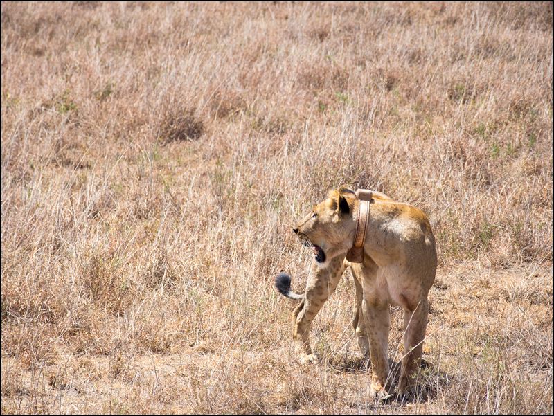https://www.comol.li/Afrika_2017/2017-01-30_12-04-43_Kenya-Claudio-Picco-Comolli-Olympus-E-M5-.jpg