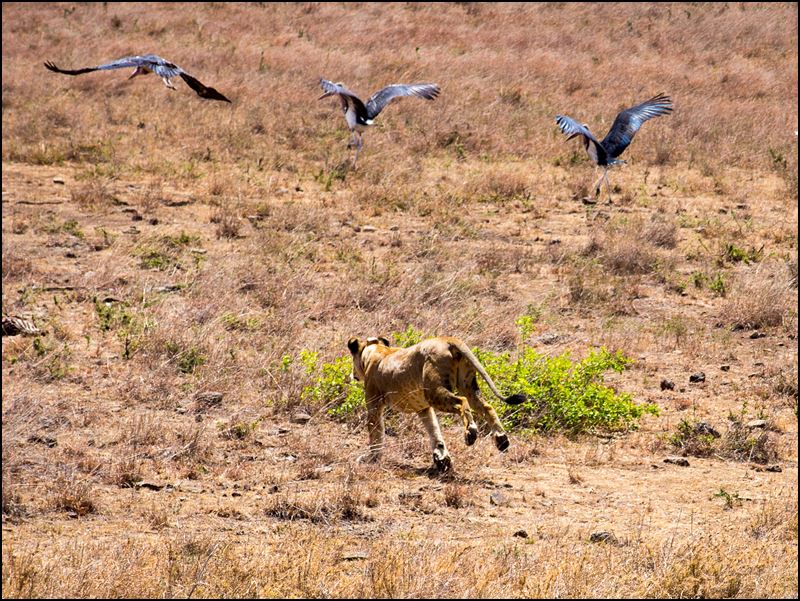 https://www.comol.li/Afrika_2017/2017-01-30_12-05-05_Kenya-Claudio-Picco-Comolli-Olympus-E-M5-.jpg