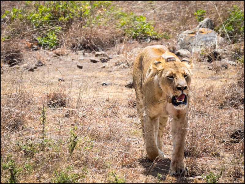 https://www.comol.li/Afrika_2017/2017-01-30_12-09-23_Kenya-Claudio-Picco-Comolli-Olympus-E-M5MarkII-.jpg