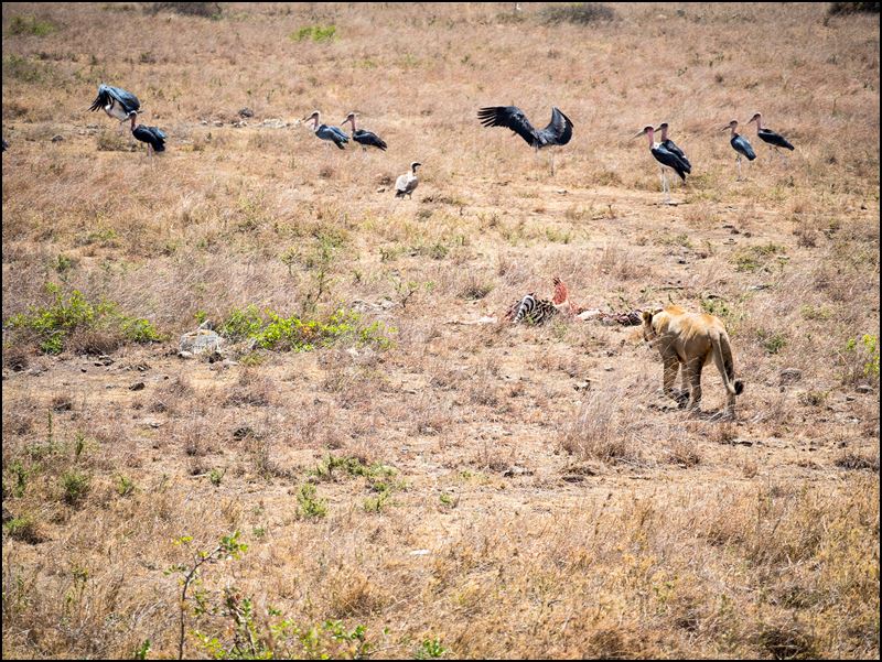 https://www.comol.li/Afrika_2017/2017-01-30_12-10-19_Kenya-Claudio-Picco-Comolli-Olympus-E-M5MarkII-.jpg