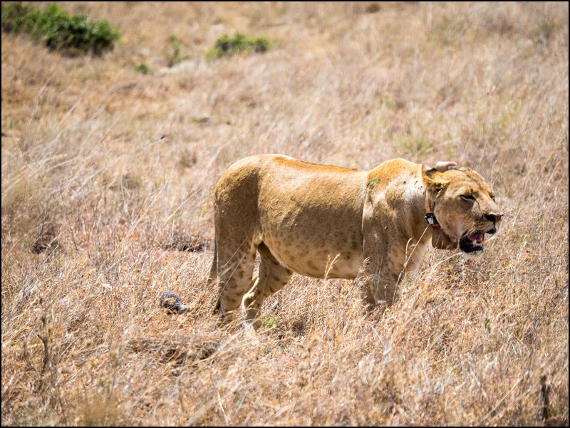 https://www.comol.li/Afrika_2017/2017-01-30_12-13-49_Kenya-Claudio-Picco-Comolli-Olympus-E-M5MarkII-.jpg