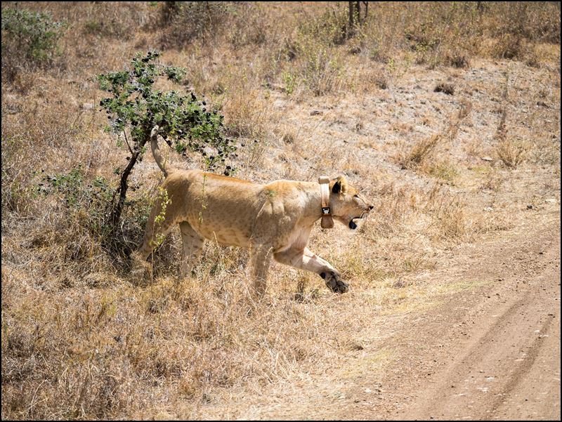 https://www.comol.li/Afrika_2017/2017-01-30_12-15-40_Kenya-Claudio-Picco-Comolli-Olympus-E-M5MarkII-.jpg