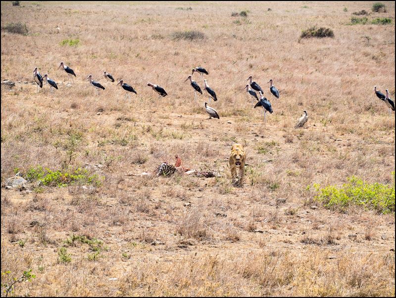 https://www.comol.li/Afrika_2017/2017-01-30_12-17-00_Kenya-Claudio-Picco-Comolli-Olympus-E-M5MarkII-.jpg