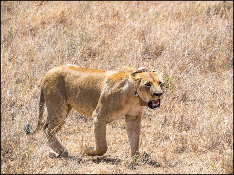 https://www.comol.li/Afrika_2017/2017-01-30_12-17-42_Kenya-Claudio-Picco-Comolli-Olympus-E-M5MarkII-.jpg