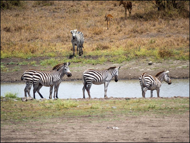 https://www.comol.li/Afrika_2017/2017-01-30_12-38-32_Kenya-Claudio-Picco-Comolli-Olympus-E-M5MarkII-.jpg