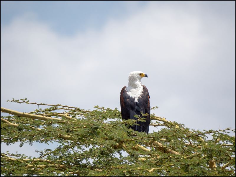 https://www.comol.li/Afrika_2017/2017-01-30_12-45-18_Kenya-Claudio-Picco-Comolli-Olympus-E-M5MarkII-.jpg