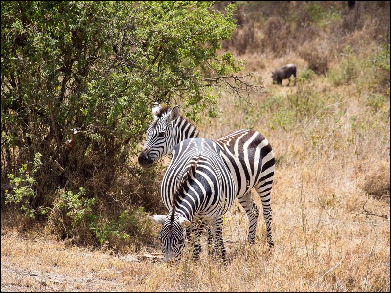 https://www.comol.li/Afrika_2017/2017-01-30_12-53-08_Kenya-Claudio-Picco-Comolli-Olympus-E-M5-.jpg