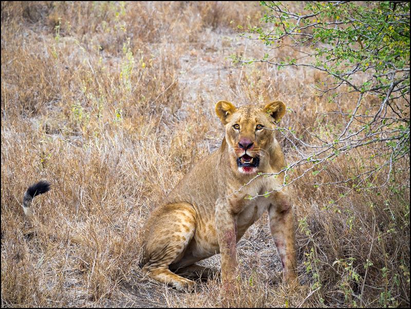 https://www.comol.li/Afrika_2017/2017-01-30_12-57-28_Kenya-Claudio-Picco-Comolli-Olympus-E-M5MarkII-.jpg