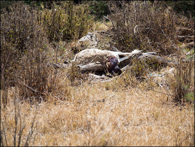 https://www.comol.li/Afrika_2017/2017-01-30_13-00-20_Kenya-Claudio-Picco-Comolli-Olympus-E-M5MarkII-.jpg