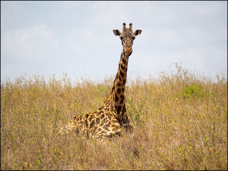 https://www.comol.li/Afrika_2017/2017-01-30_13-11-59_Kenya-Claudio-Picco-Comolli-Olympus-E-M5MarkII-.jpg
