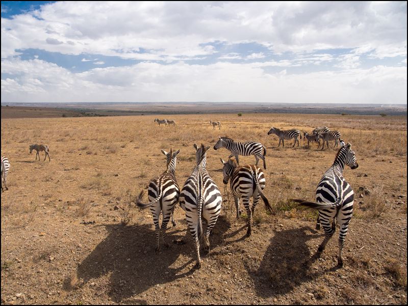 https://www.comol.li/Afrika_2017/2017-01-30_15-30-20_Kenya-Claudio-Picco-Comolli-Olympus-E-M5-.jpg