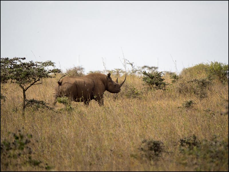 https://www.comol.li/Afrika_2017/2017-01-30_15-34-55_Kenya-Claudio-Picco-Comolli-Olympus-E-M5MarkII-.jpg