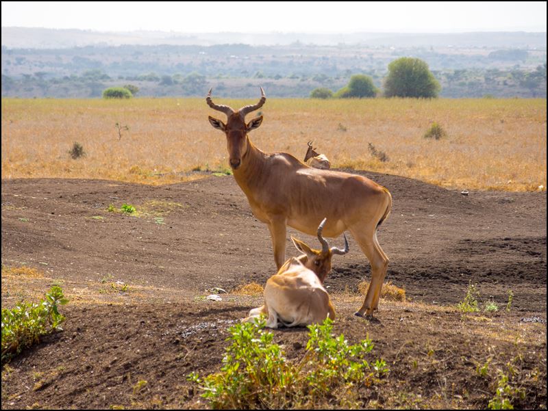 https://www.comol.li/Afrika_2017/2017-01-30_15-50-59_Kenya-Claudio-Picco-Comolli-Olympus-E-M5-.jpg