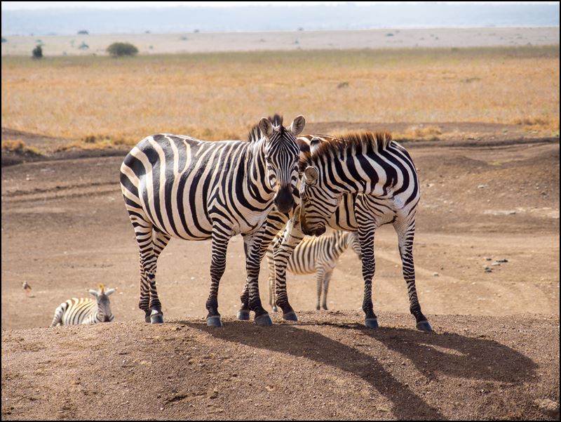 https://www.comol.li/Afrika_2017/2017-01-30_15-51-05_Kenya-Claudio-Picco-Comolli-Olympus-E-M5-.jpg