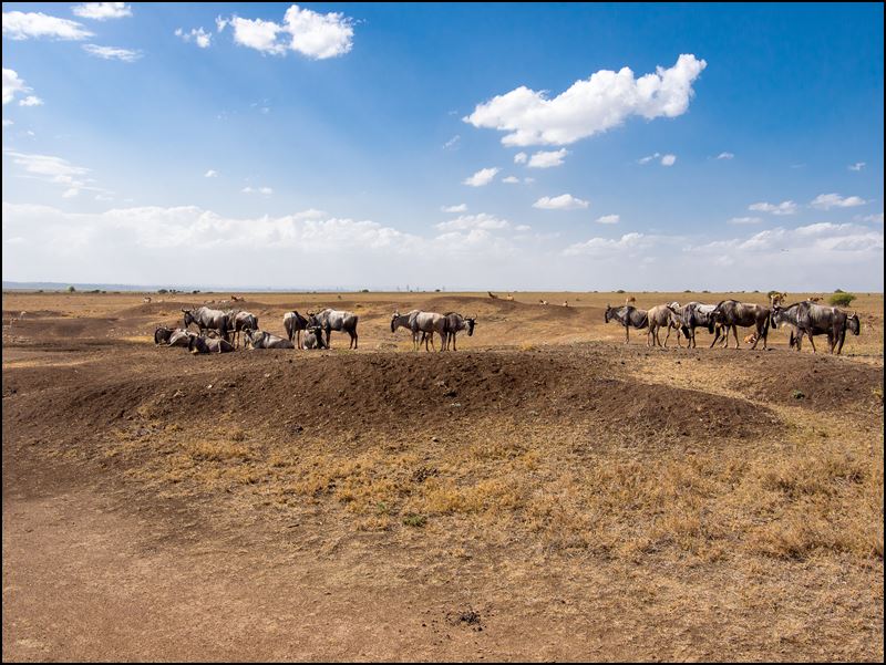 https://www.comol.li/Afrika_2017/2017-01-30_15-51-31_Kenya-Claudio-Picco-Comolli-Olympus-E-M5-.jpg