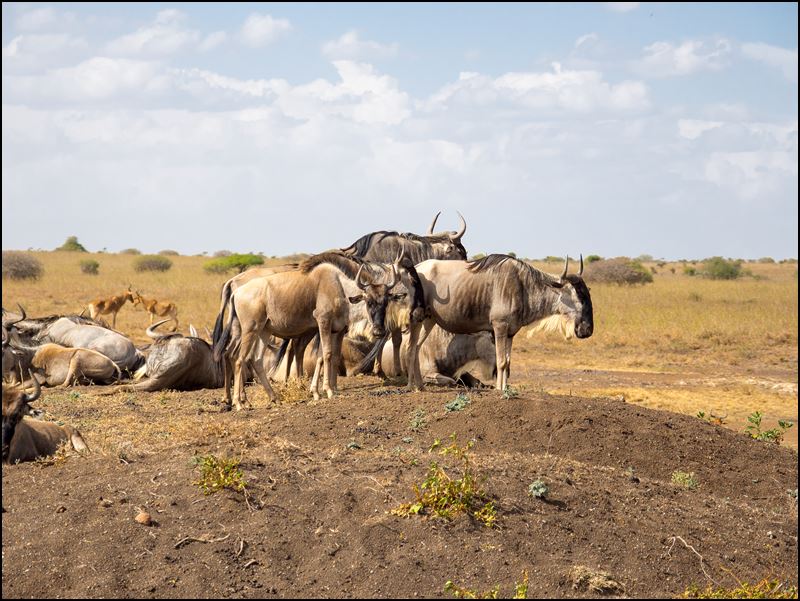 https://www.comol.li/Afrika_2017/2017-01-30_15-52-09_Kenya-Claudio-Picco-Comolli-Olympus-E-M5-.jpg