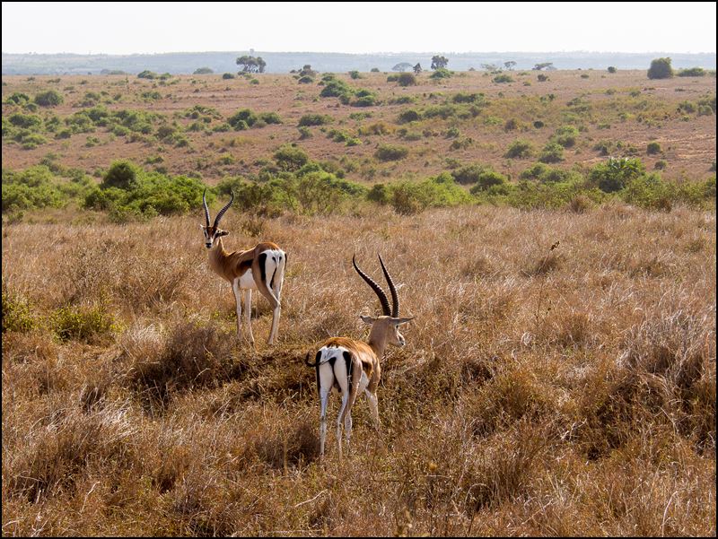 https://www.comol.li/Afrika_2017/2017-01-30_16-27-31_Kenya-Claudio-Picco-Comolli-Olympus-E-M5-.jpg