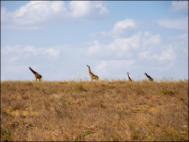 https://www.comol.li/Afrika_2017/2017-01-30_16-27-47_Kenya-Claudio-Picco-Comolli-Olympus-E-M5-.jpg