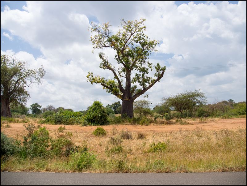 https://www.comol.li/Afrika_2017/2017-01-31_12-41-57_Kenya-Claudio-Picco-Comolli-Olympus-E-M5-.jpg