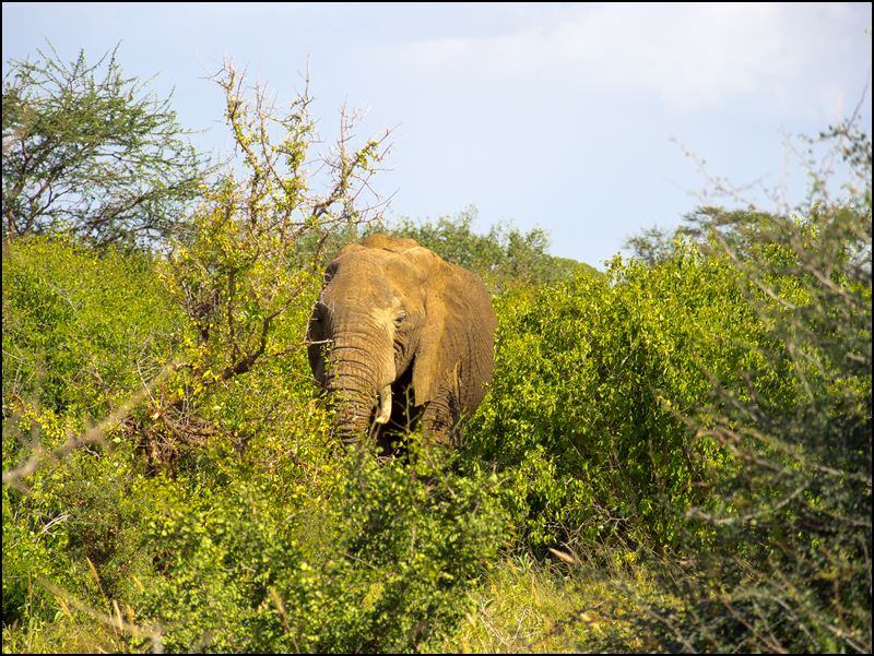 https://www.comol.li/Afrika_2017/2017-01-31_15-34-20_Kenya-Claudio-Picco-Comolli-Olympus-E-M5-.jpg