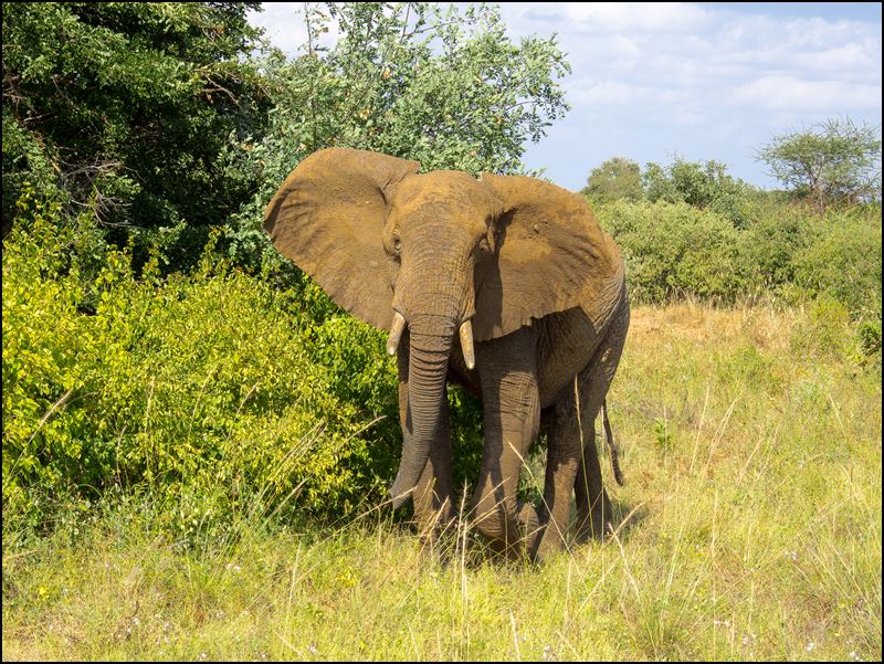 https://www.comol.li/Afrika_2017/2017-01-31_15-35-33_Kenya-Claudio-Picco-Comolli-Olympus-E-M5-.jpg