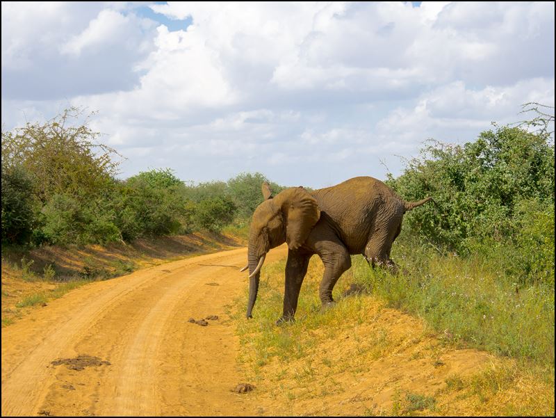 https://www.comol.li/Afrika_2017/2017-01-31_15-36-00_Kenya-Claudio-Picco-Comolli-Olympus-E-M5-.jpg