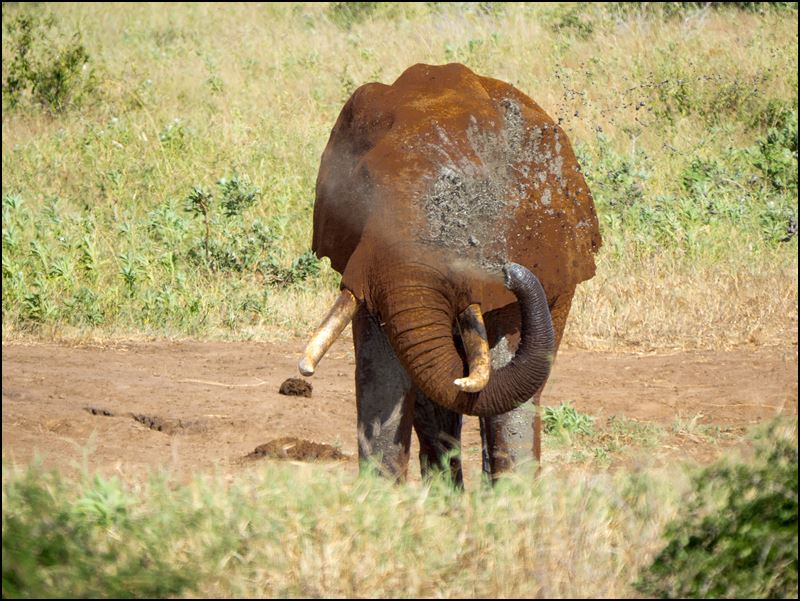 https://www.comol.li/Afrika_2017/2017-01-31_15-53-45_Kenya-Claudio-Picco-Comolli-Olympus-E-M5MarkII-.jpg